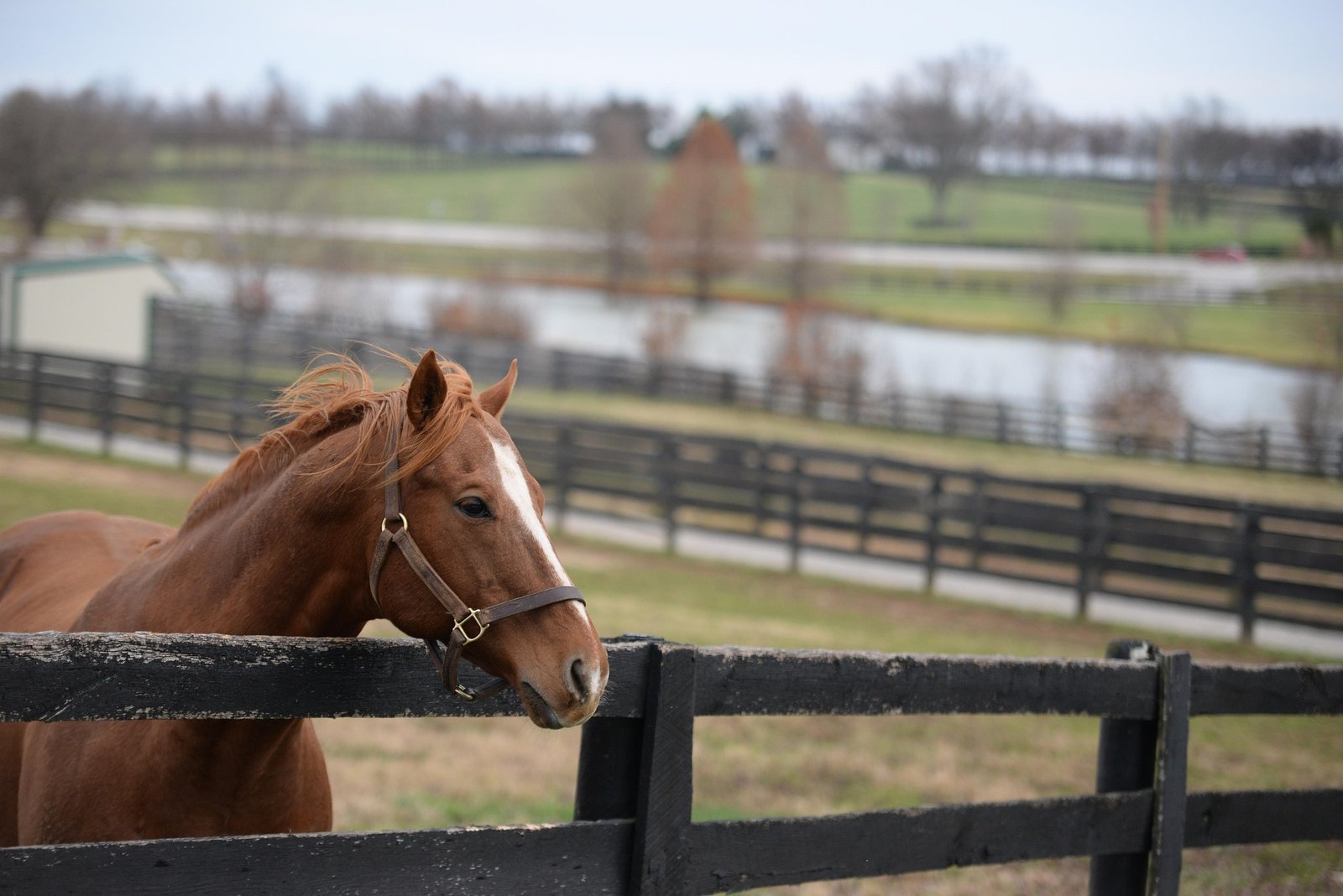 KY horse resting its head on a wooden fence. Image by kfkock from Pixabay.com